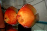 ������� ��������